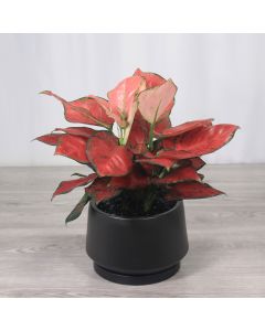 A0226