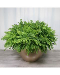 A0269