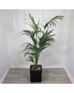 A0355