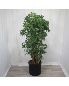 A0358
