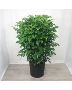 A0359