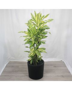 A0365