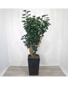 A0366
